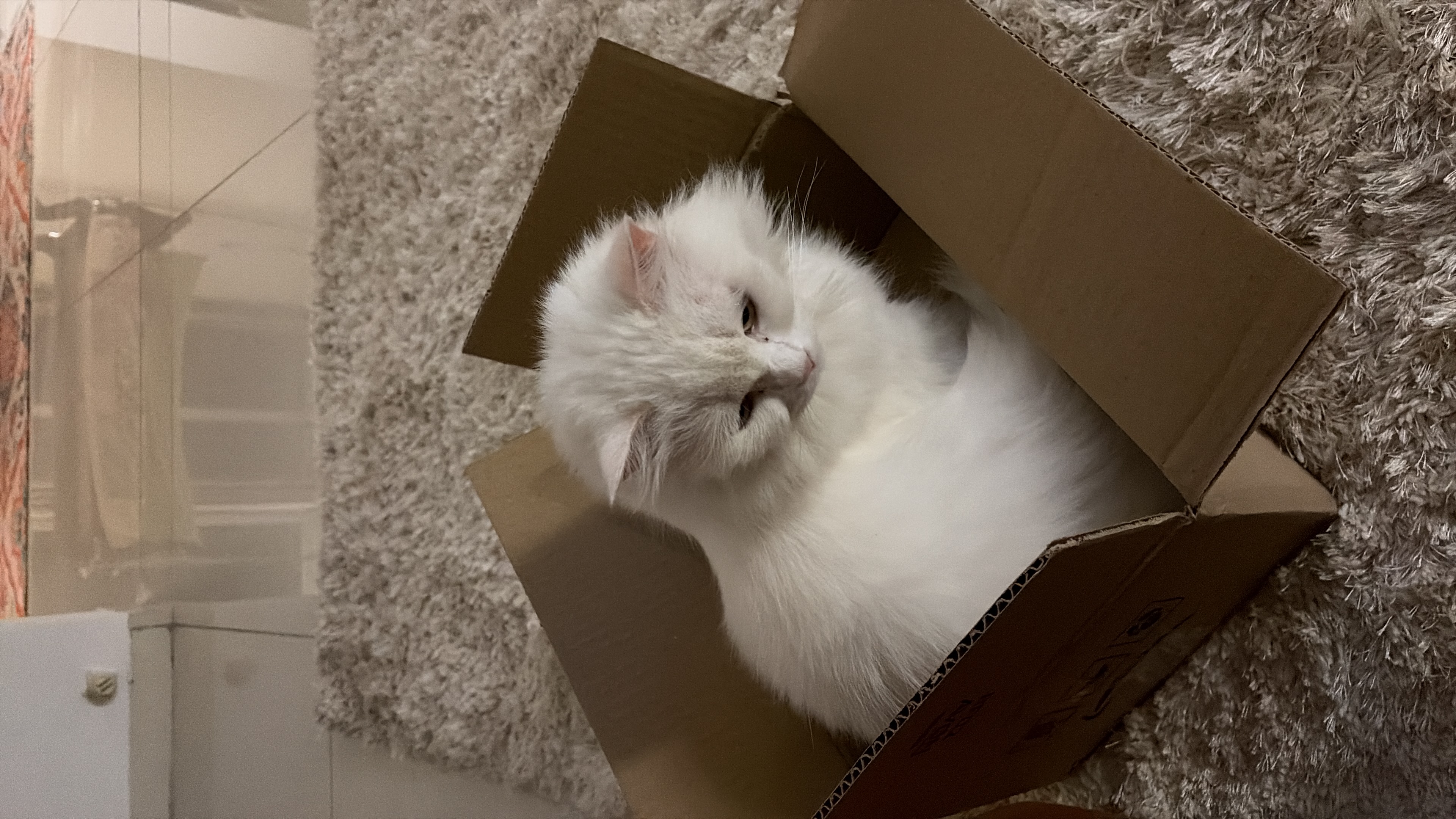 Kitlu, a white Persian cat in a cardboard box