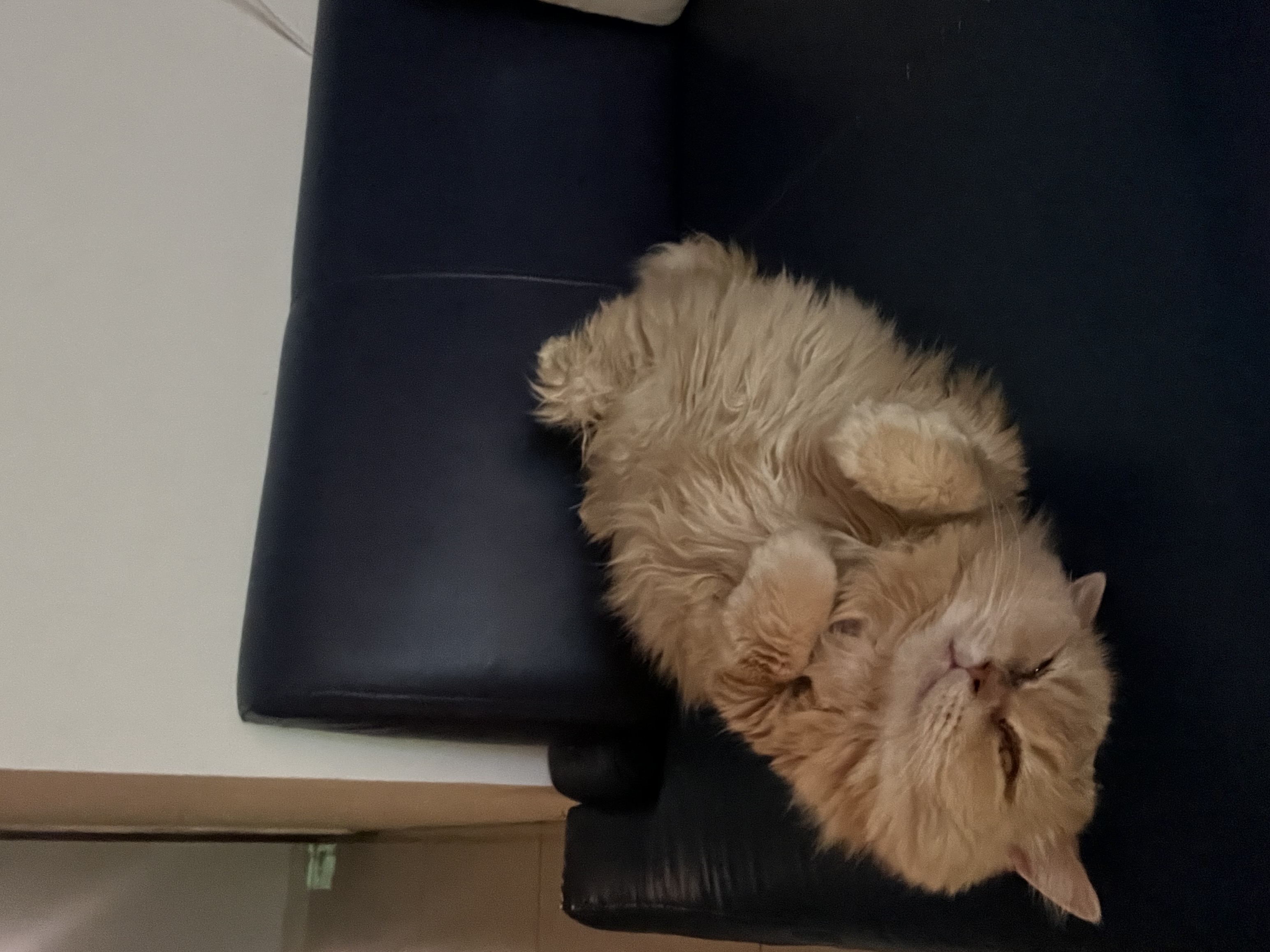 Charlie napping on the couch