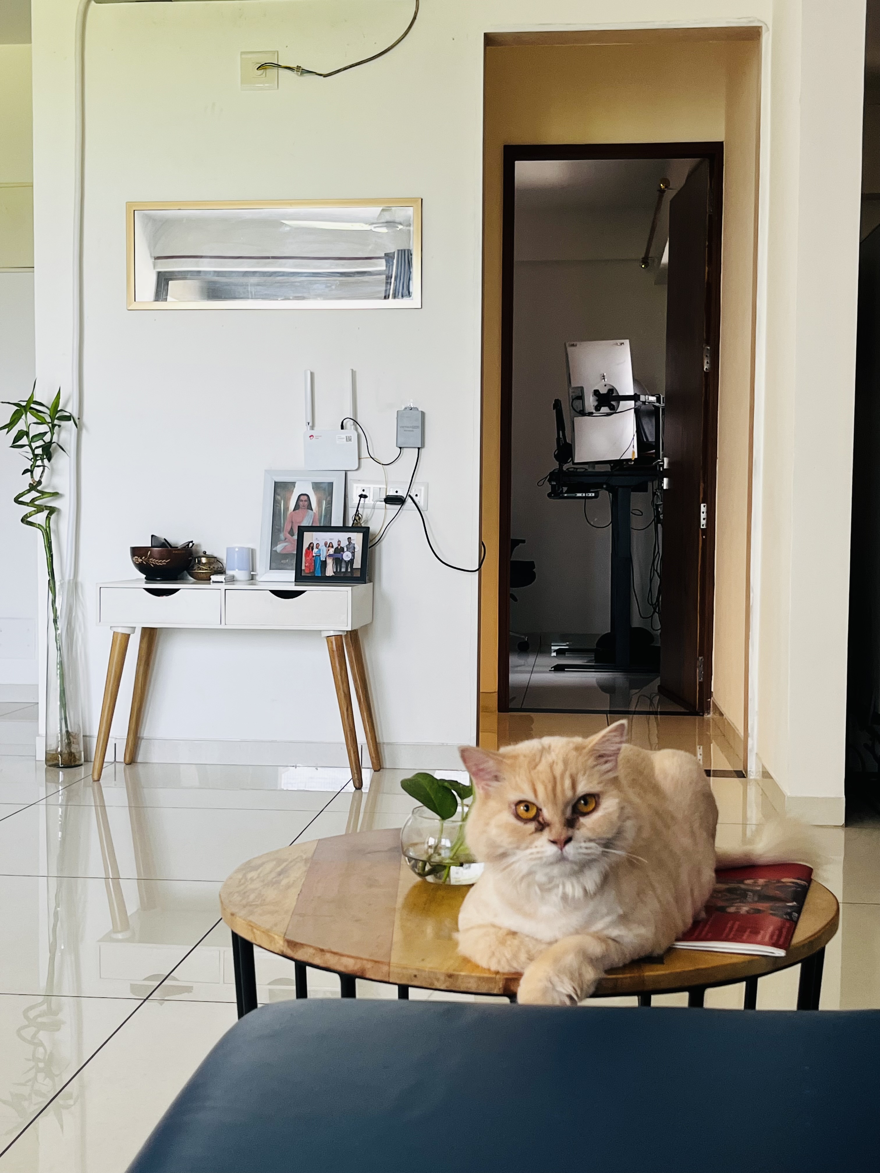 Charlie, a golden Persian cat sitting on a table