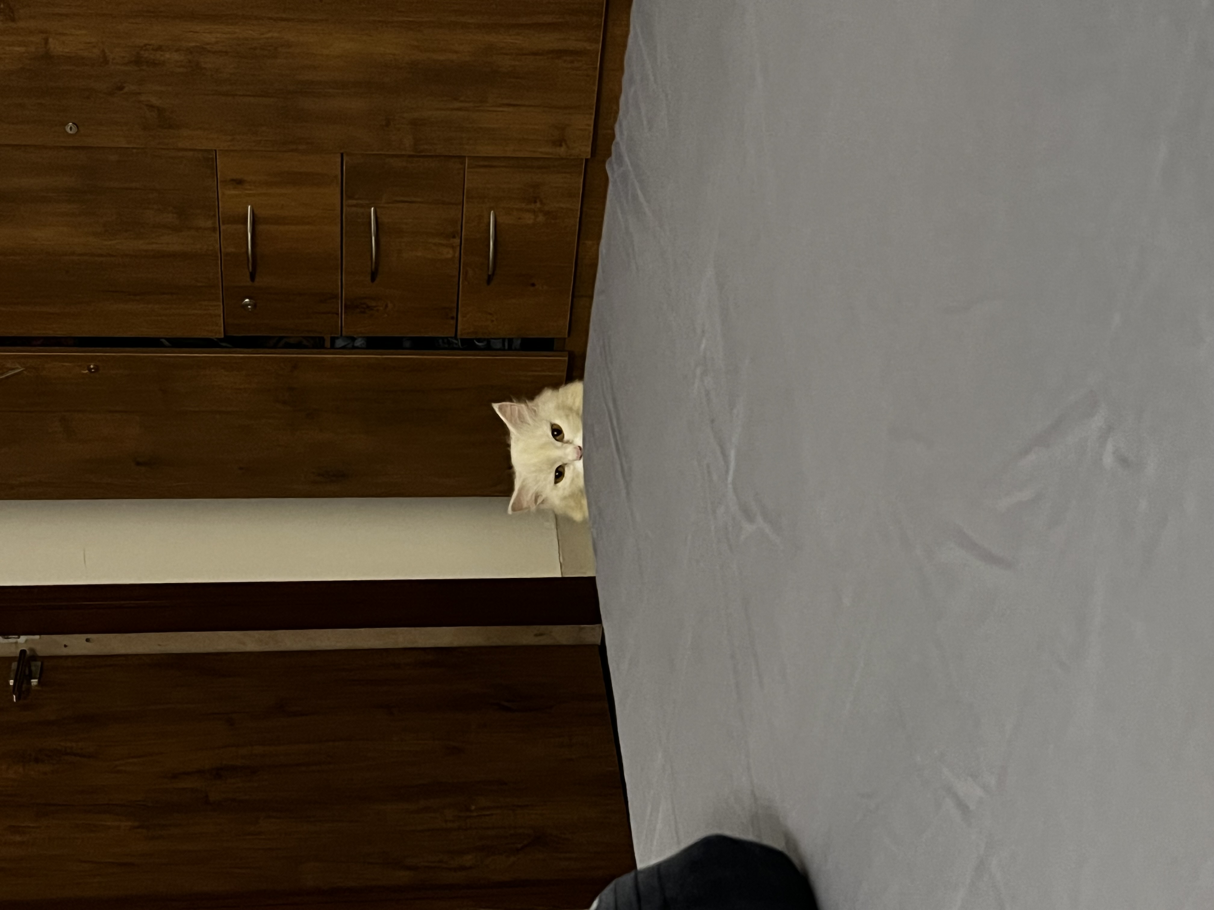 Kitlu peeking from behind furniture